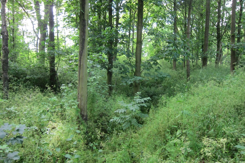 img_6799   on top of mound of earth clearly showing the indent