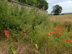 Poppies in Belfonds Field